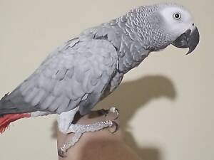 Папуга жако червонохвостий