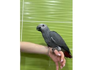 Попуга жако, що розмовляє