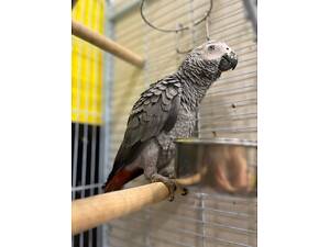 Папуга жако сірий