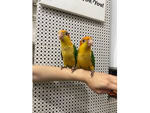 Папуга каїк, каик, папужки каїки розмовляючі