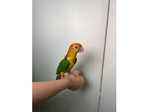 Папуга Каїк, оранжевоголовий каїк, чорноголовий каїк