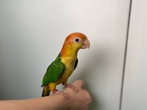 Папуга Каїк, оранжевоголовий каїк, чорноголовий каїк