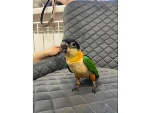 Папуга каїк ручний