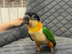 Папуга каїк ручний