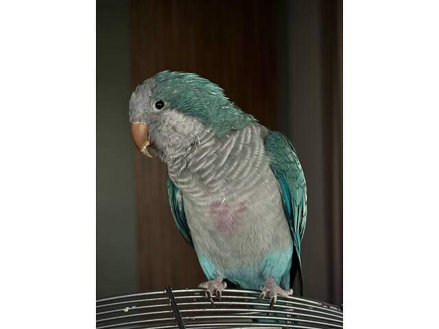 Молодой попугай калита монах (квакер) вместе с клеткой. - Фото 1