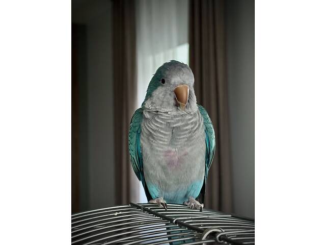 Молодой попугай калита монах (квакер) вместе с клеткой. - Фото 2