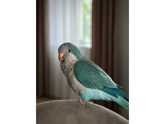 Молодой попугай калита монах (квакер) вместе с клеткой. - Фото 4