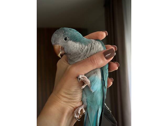 Молодой попугай калита монах (квакер) вместе с клеткой. - Фото 5