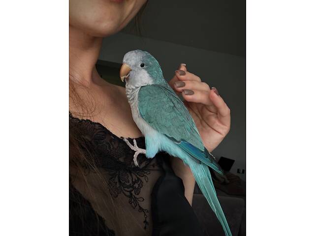 Молодой попугай калита монах (квакер) вместе с клеткой. - Фото 6