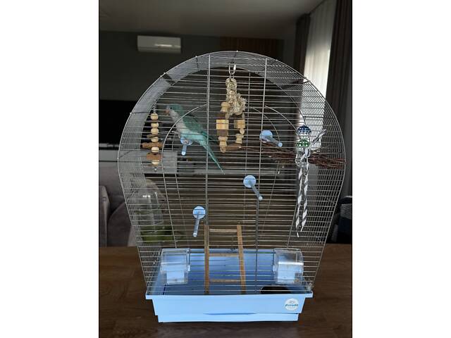 Молодой попугай калита монах (квакер) вместе с клеткой. - Фото 3