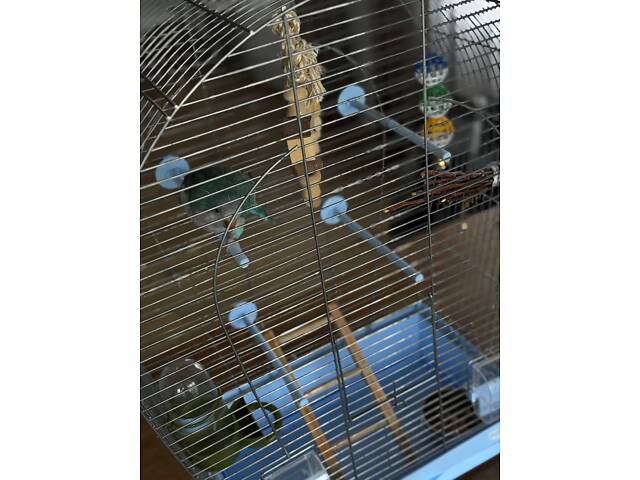 Молодой попугай калита монах (квакер) вместе с клеткой. - Фото 7