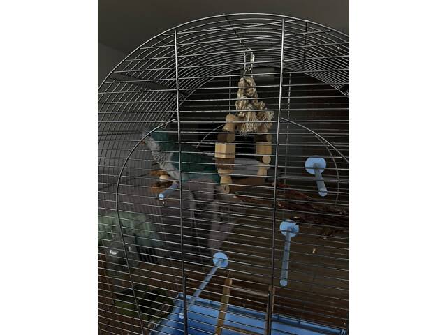 Молодой попугай калита монах (квакер) вместе с клеткой. - Фото 8