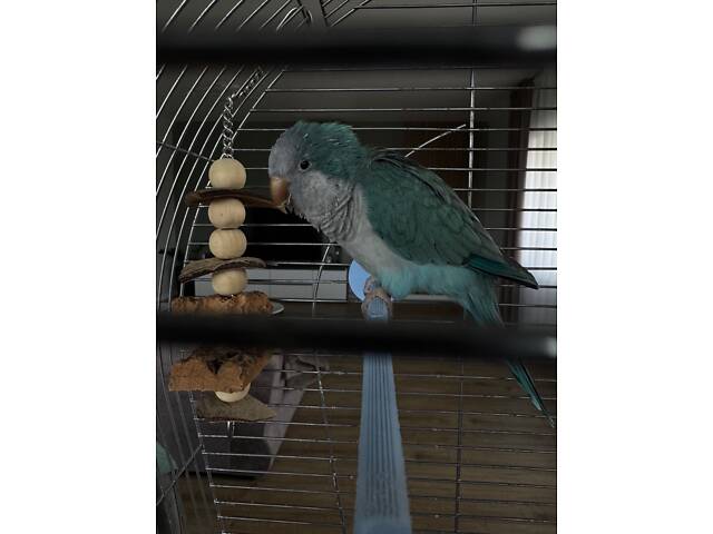Молодой попугай калита монах (квакер) вместе с клеткой. - Фото 9