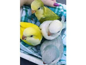 Попугай Калита монах квакер ручной