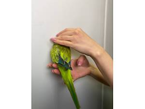 Попугай калита-монах, кореллы ручные с ДНК-тестом.