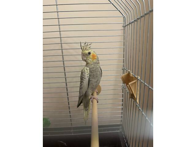 Папуга Корелла з кліткою - Фото 1