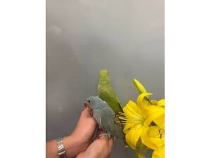 Папуга крамера, ожереловий папуга