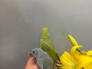 Папуга крамера, ожереловий папуга