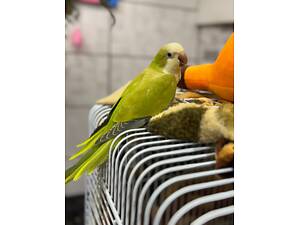 Папуга квакер салатовий