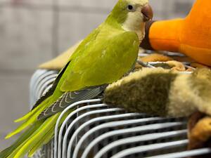 Папуга квакер салатовий