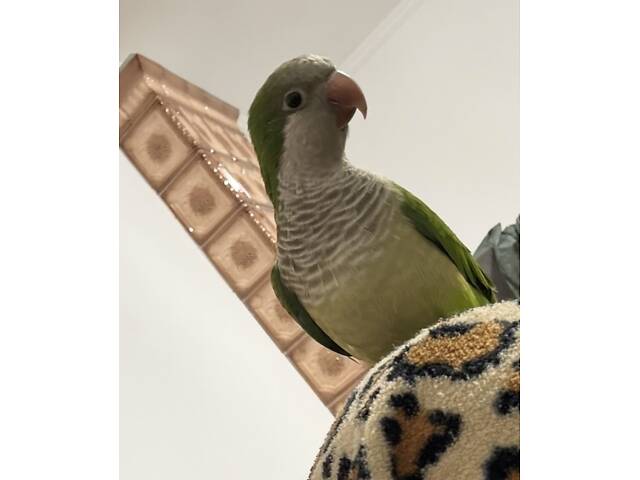 папуга монах каліта - Фото 1