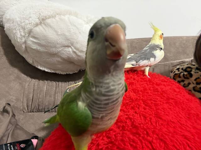 папуга монах каліта - Фото 2