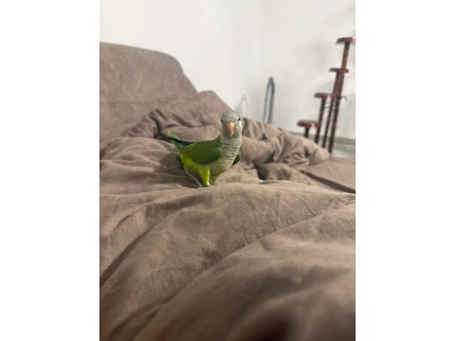 папуга монах каліта - Фото 3