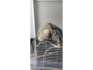 Папуга-монах, Кватер, Калита