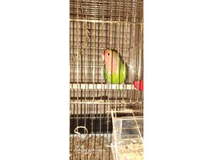 Папуга нерозлучник