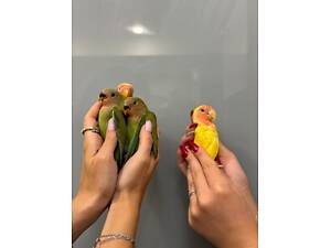 Папуга нерозлучник