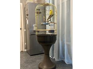 Кольцеобразный попугай, самка, 7 месяцев. Вместе с клеткой. В связи с выездом за границу.