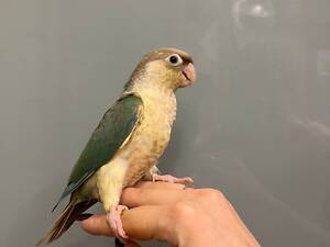 Попугай пирура, ананасовый пирура, попугай яркий.