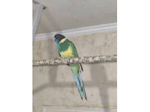 Папуга Розелла Бернарда