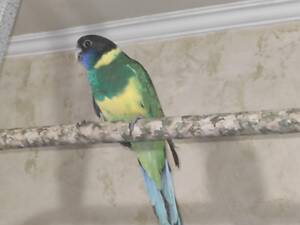 Папуга Розелла Бернарда