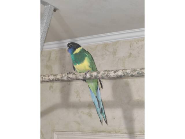 Папуга Розелла Бернарда - Фото 1