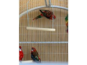 Папуга розелла червоноголова яскрава