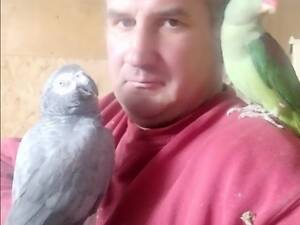 Папугай ферма папуг Львів кузня