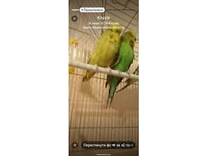 Папугай ожереловий чех львівський виставковий