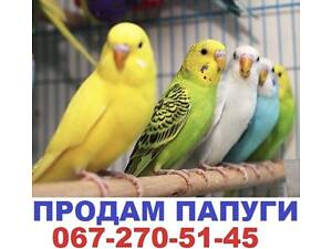 Папуги хвилясті