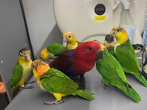 Корела,нерозлучники,какарик,намисто.монахи,аратингу,сенегальські,олександрійські,пірура,співчі розелла,жако,амазон,