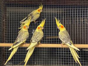 Папуги корела, якарик, ожерелові, монахи, пірура, олександрійські