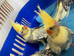 Папуги корели, нерозлучники, розели, ожерелові, какарики, олександрійські