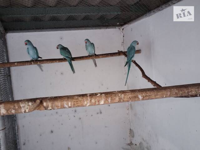 Попугаи ожирелые, розовогрудые, александрийцы. - Фото 3