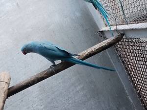 Попугаи ожирелые, розовогрудые, александрийцы.