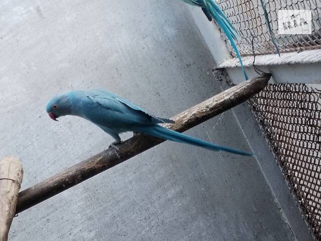 Попугаи ожирелые, розовогрудые, александрийцы. - Фото 1