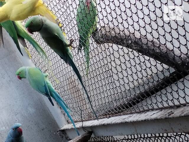Попугаи ожирелые, розовогрудые, александрийцы. - Фото 4