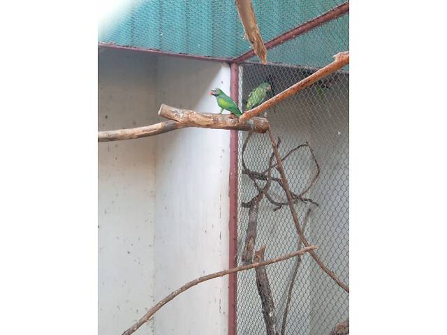 Попугаи ожирелые, розовогрудые, александрийцы. - Фото 5