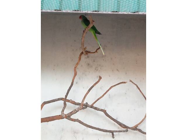 Попугаи ожирелые, розовогрудые, александрийцы. - Фото 6