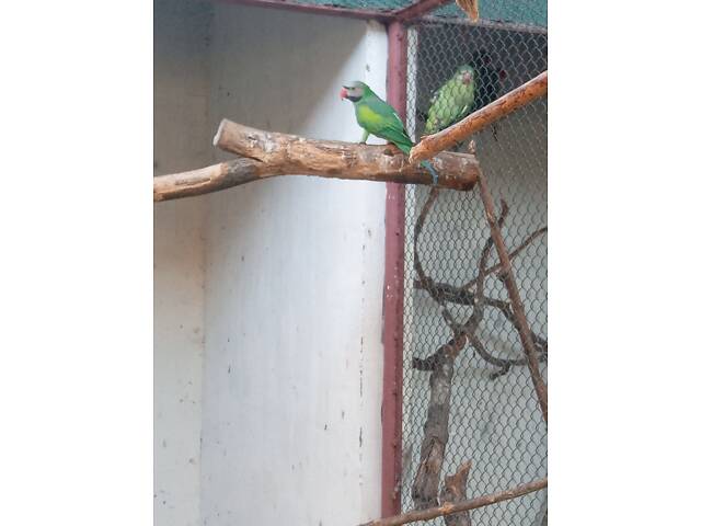 Попугаи ожирелые, розовогрудые, александрийцы. - Фото 7