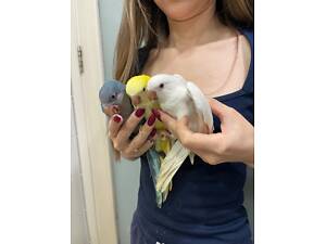 Папуги каліта монах